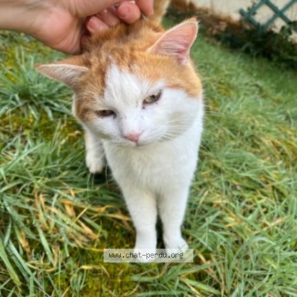 Photo 1/1 Found cat Found in Ormesson sur marne