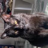 Picture of cat lost at Trivieres