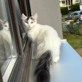 Picture of cat lost at Hoenheim
