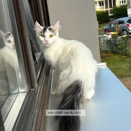 Photo 1/1 Belly Chat lost in Hoenheim