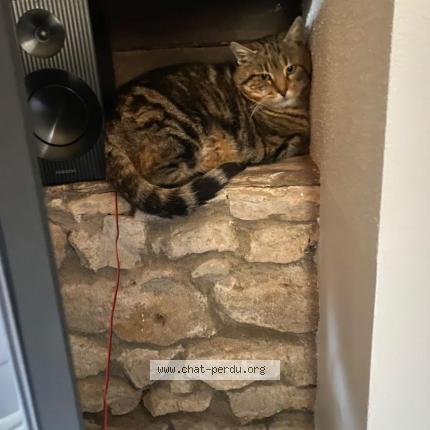 Photo 1/1 Olaf Chat lost in Val d oingt