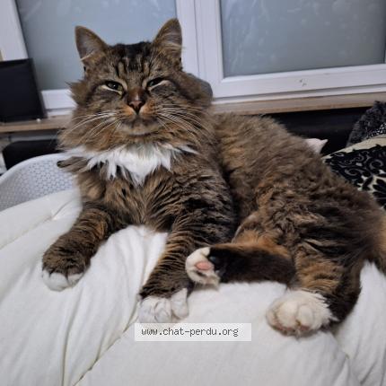 Photo 1/1 Balou Chat lost in Mechelen