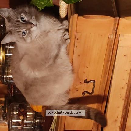 Photo 1/1 aru Chat lost in Ganges