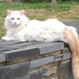 Picture of cat lost at Brissac Loire Aubance