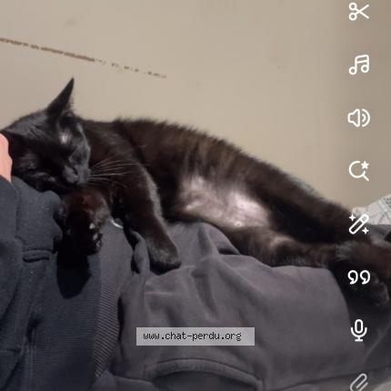 Photo 1/1 Spooky Chat lost in Maille