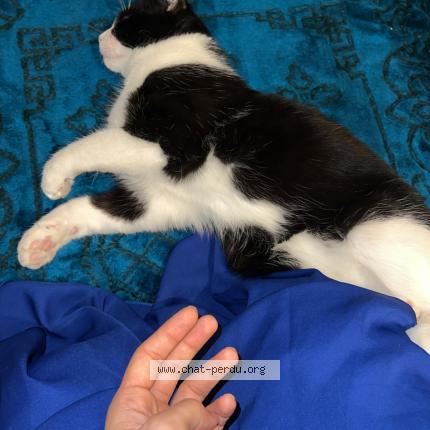 Photo 1/1 Muezza Chat lost in Saint lo