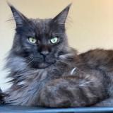 Picture of cat lost at L Isle Adam