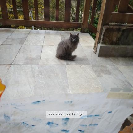 Photo 1/1 Marley Chat lost in Serre les sapins