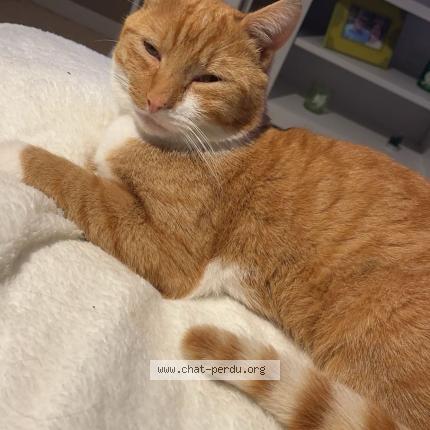 Photo 1/1 Tigrou Chat lost in Ennevelin