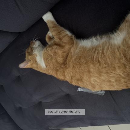 Photo 1/1 Tigrou Chat lost in Ennevelin