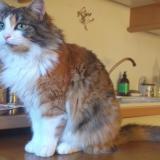 Picture of cat lost at Villemandeur