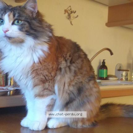 Photo 1/1 Cat reunited Lost in Villemandeur