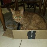 Picture of cat lost at Saint Herblain