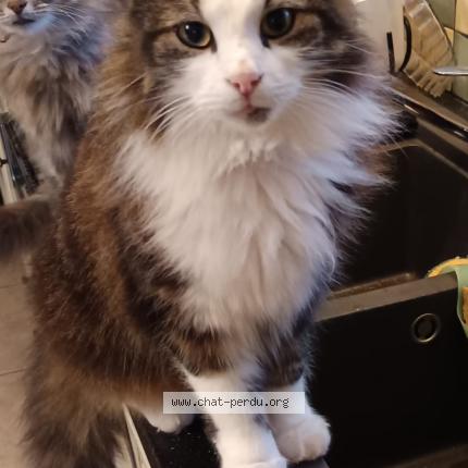 Photo 1/1 Rififi Chat lost in Lent