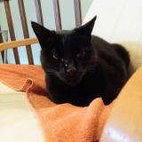 Picture of cat lost at Saint Paul Les Dax