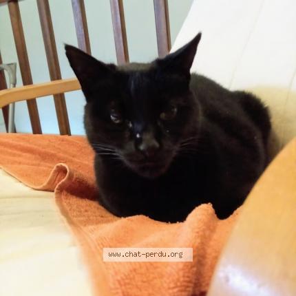 Photo 1/1 Figolio Chat lost in Saint paul les dax