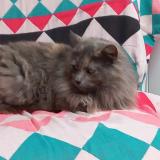 Picture of cat lost at La Vicomte Sur Rance