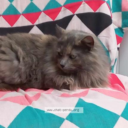 Photo 1/1 Gribouille Chat lost in La vicomte sur rance