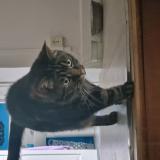 Picture of cat lost at Coutances