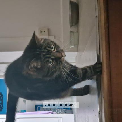 Photo 1/1 Mitchu Chat lost in Coutances