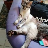 Picture of cat lost at La Brulatte