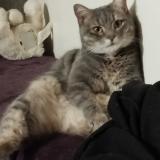 Picture of cat lost at Fabregues