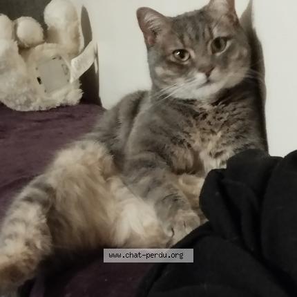 Photo 1/1 Pypi Chat lost in Fabregues