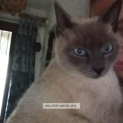 Photo 1/1 Melvin Chat lost in Lezignan corbieres