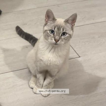 Photo 1/1 Delhia Chat lost in Anzin