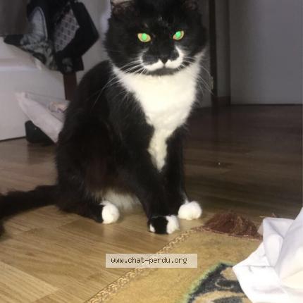 Photo 1/1 Simba Chat lost in Anderlecht