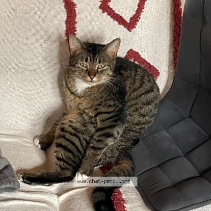 Photo 1/1 Cat reunited Lost in Le montat