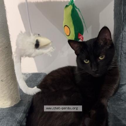 Photo 1/1 Bagherra Chat lost in Jonzac