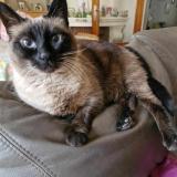 Picture of cat lost at Bruxelles