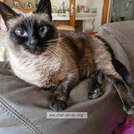 Photo 1/1 Poussy Chat lost in Bruxelles