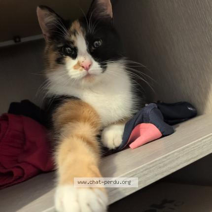 Photo 1/1 Found cat Found in Brou