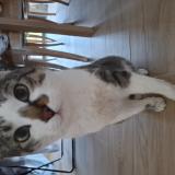 Picture of cat lost at Sessenheim