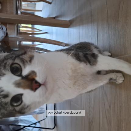 Photo 1/1 Koda Chat lost in Sessenheim