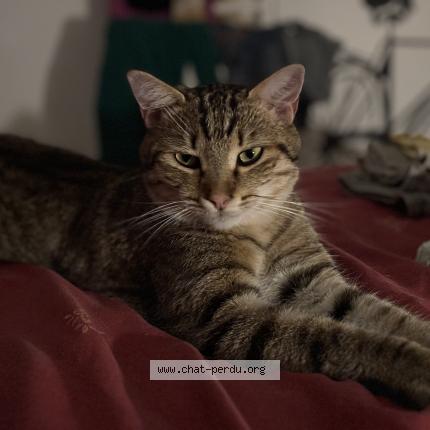 Photo 1/1 Link Chat lost in Landaul 56690