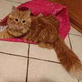 Picture of cat lost at Languidic