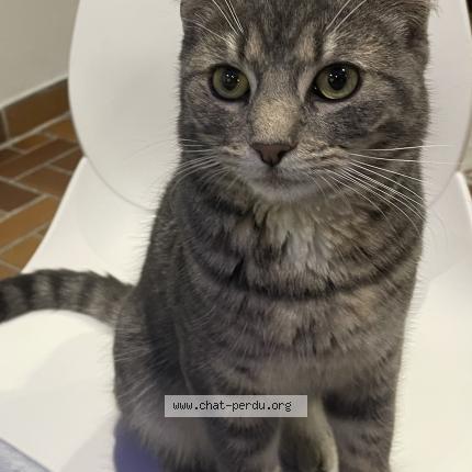 Photo 1/1 Dao Chat lost in Amiens