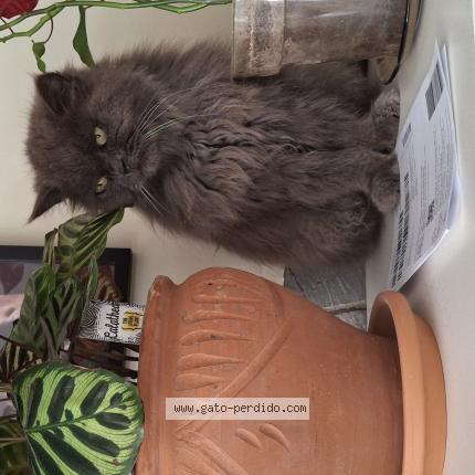 Photo 1/1 Gucci Chat lost in Plasencia