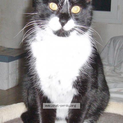 Photo 1/1 Found cat Found in Availles en chatellerault