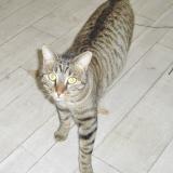 Picture of cat found at Availles En Chatellerault