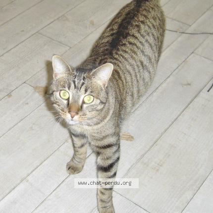 Photo 1/1 Found cat Found in Availles en chatellerault