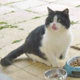 Picture of cat found at Availles En Chatellerault