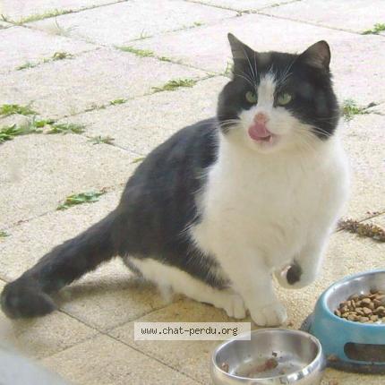 Photo 1/1 Found cat Found in Availles en chatellerault