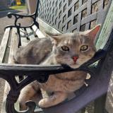 Picture of cat lost at Saint Jean De Soudain