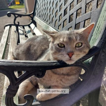 Photo 1/1 Picatchou Chat lost in Saint jean de soudain