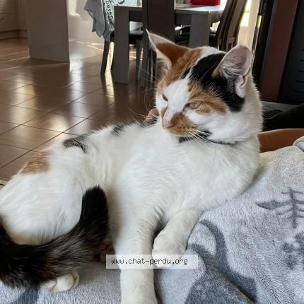 Photo 1/1 Rosa Chat lost in Ecaquelon