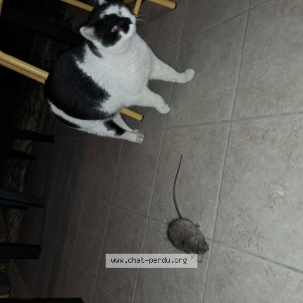 Photo 1/1 Ninja Chat lost in Montelimar